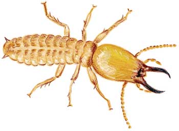 Termite Control