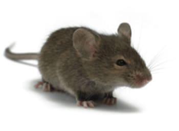 a close-up of a mouse